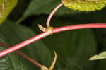 Fringed black bindweed